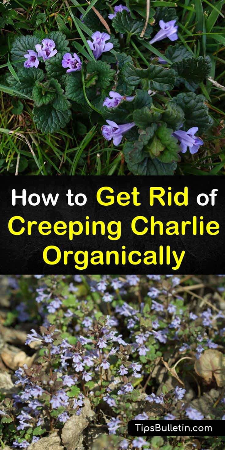 Creeping Charlie is an invasive ground ivy that can quickly become a nuisance in your yard. Learn how to make an organic weed killer using Borax to eliminate those weeds before they become a problem. #creepingcharlie #getridofcreepingcharlie #weedcontrol