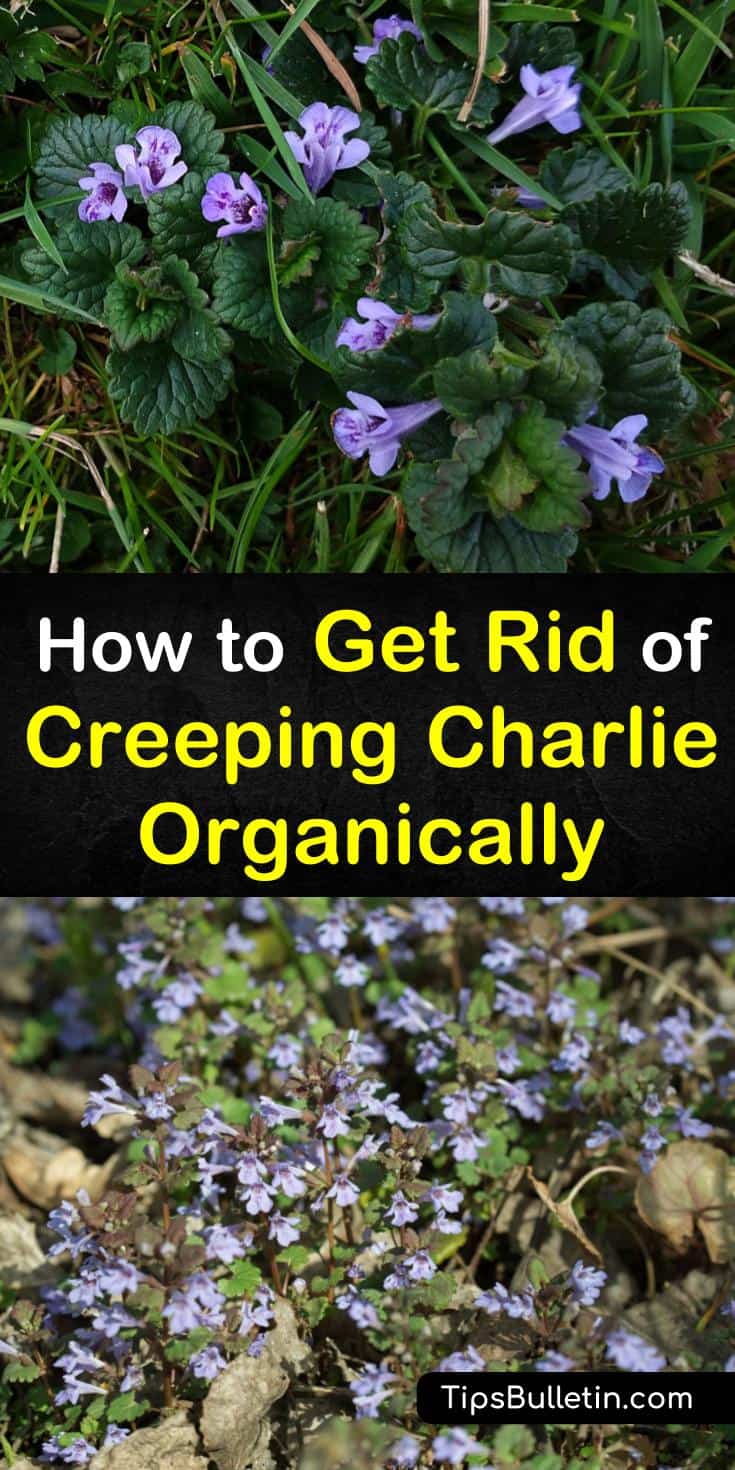 4 Easy Ways to Get Rid of Creeping Charlie Organically