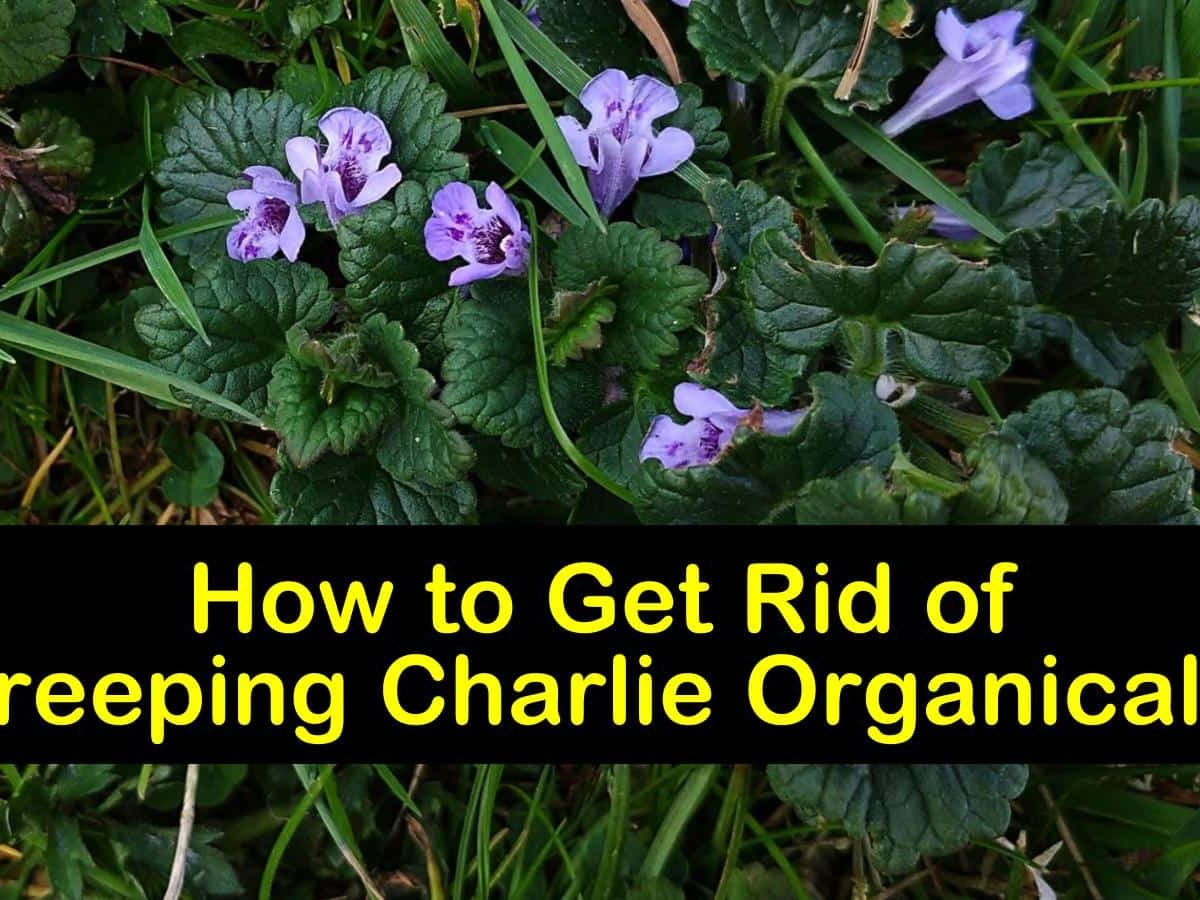 Get Rid Of Creeping Charlie Organically, How To Get Rid Of Ground Cover Without Killing Other Plants