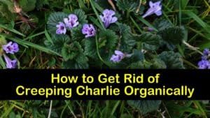 how to get rid of creeping charlie organically titleimg1