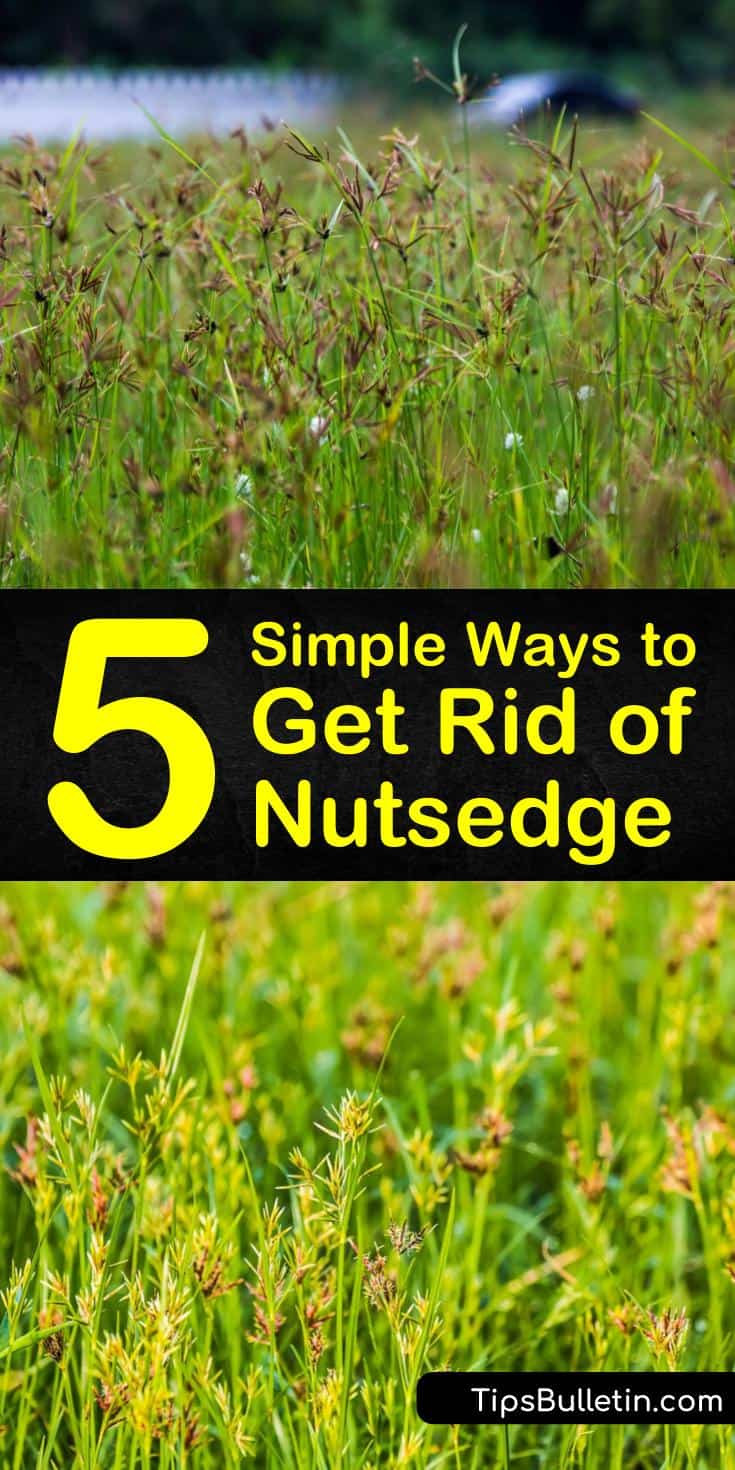 Discover how to get rid of nutsedge using these easy-to-follow steps. Eliminate nutgrass with organic solutions like sugar or chemical control methods like Ortho and Roundup weed killers. A few preventative tips to also limit the appearance of new nutlets in the future. #getrid #nutsedge #nutgrass