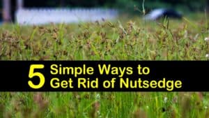 how to get rid of nutsedge titleimg1