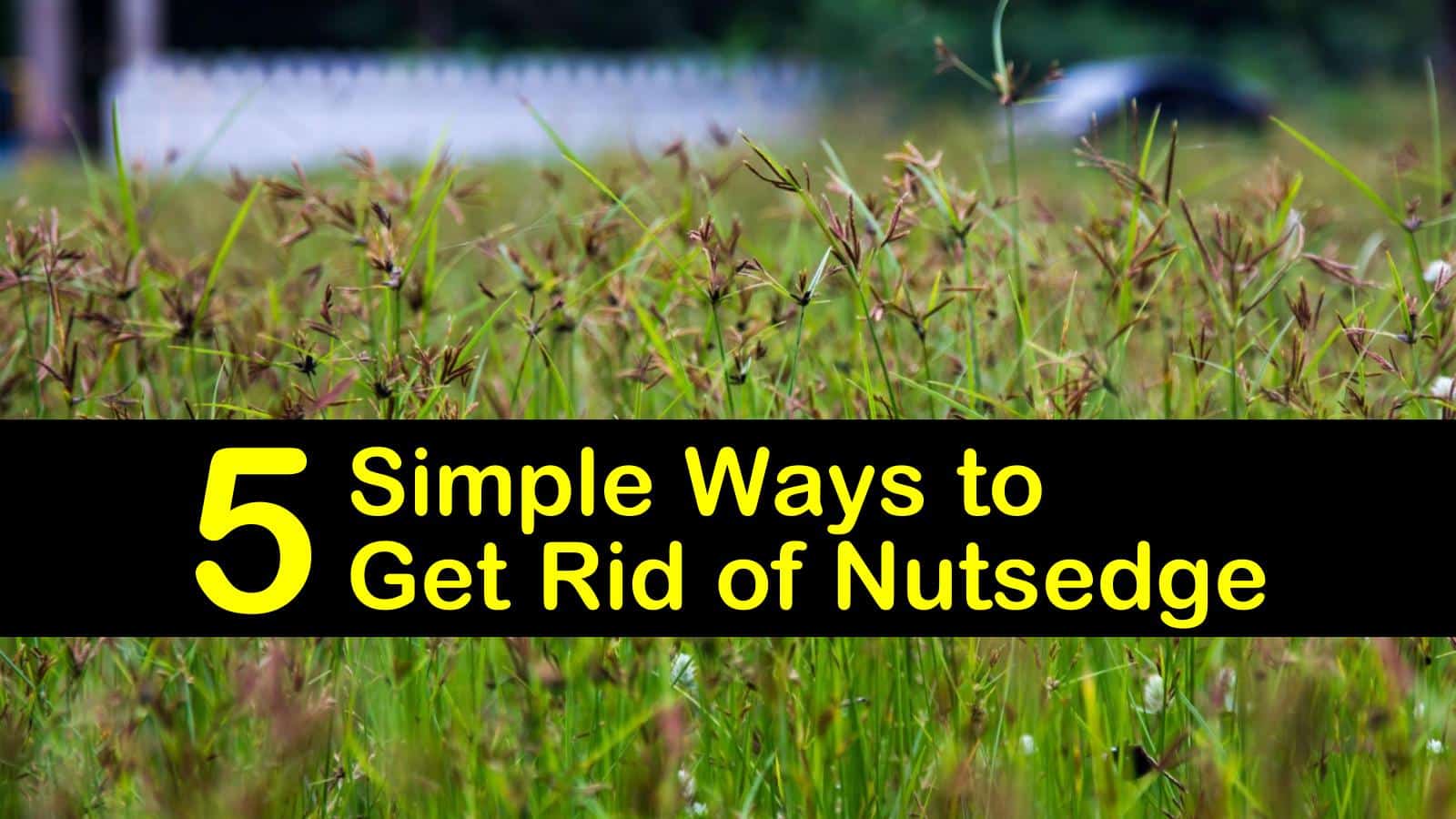 how to get rid of nutsedge titleimg1