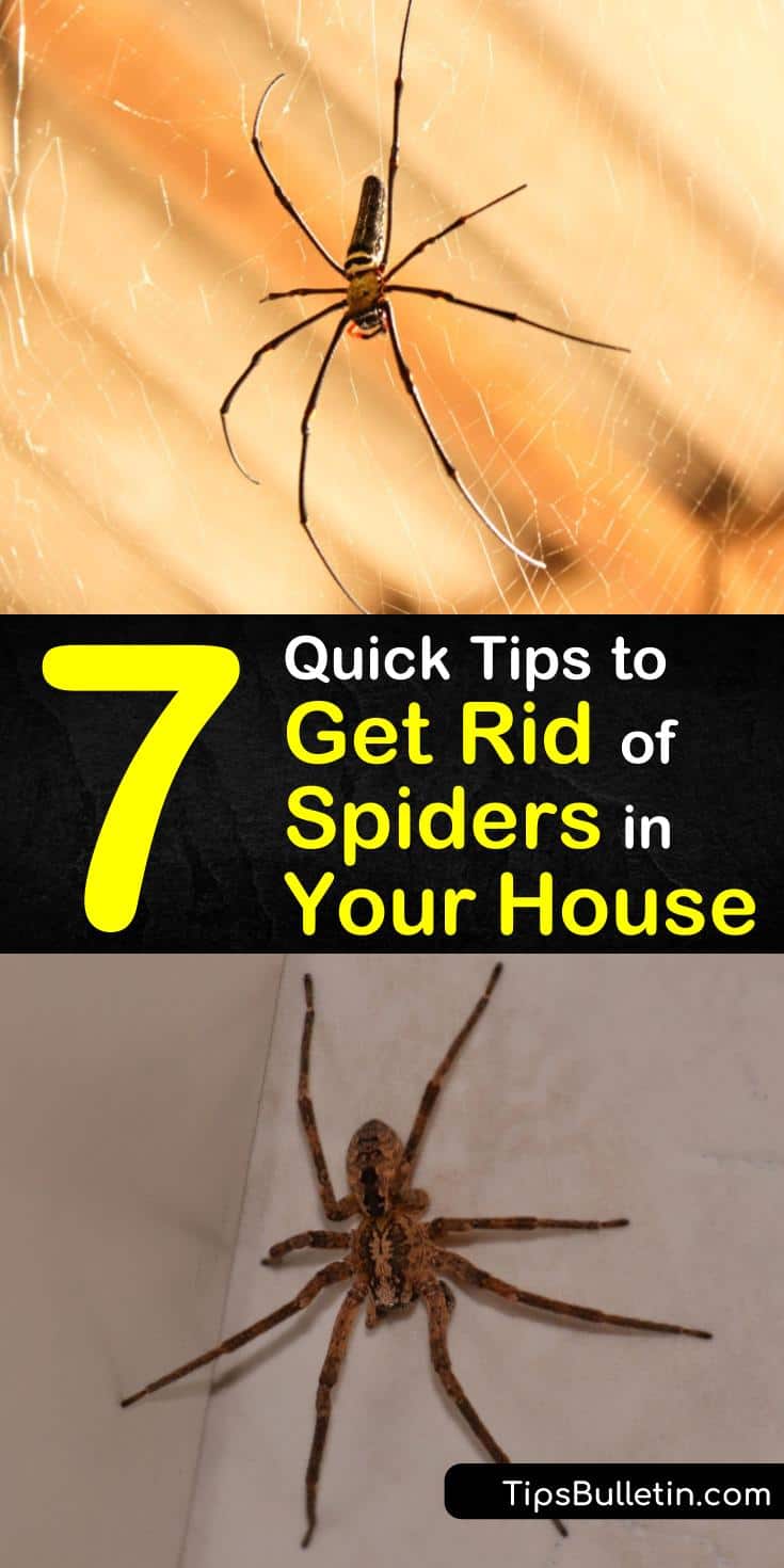 Learn how to keep spiders out of houses by using natural remedies and recipes. Eliminate spiders naturally by making a DIY spider pest control spray using essential oils and white vinegar. #spiders #home #house