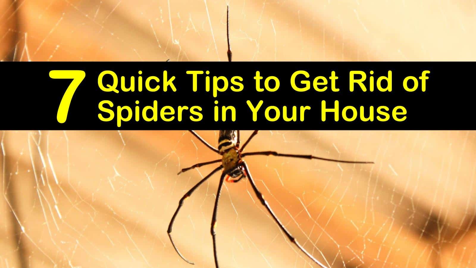how to get rid of spiders in your house titleimg1