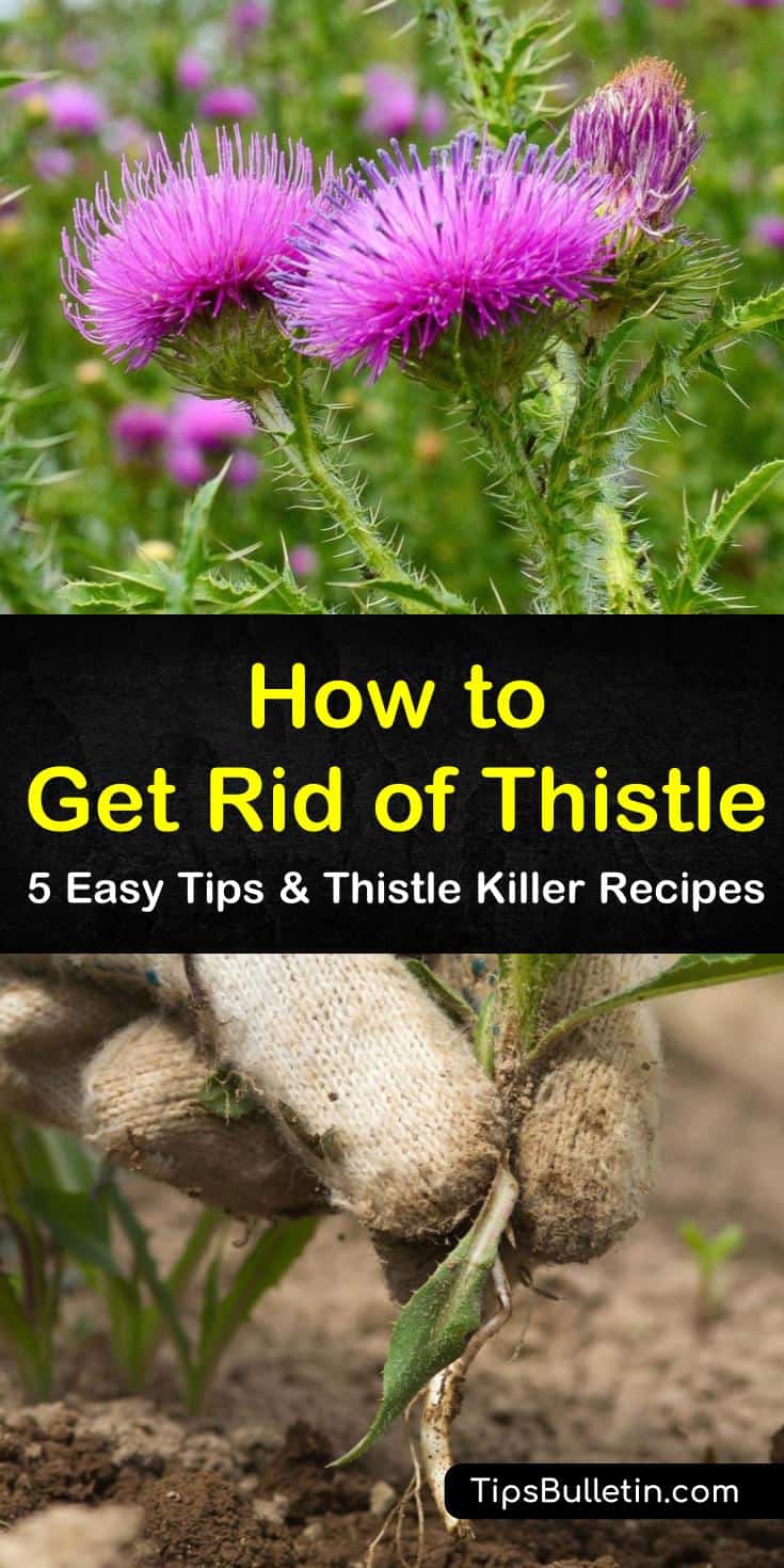 Discover the best options for how to get rid of thistle, including using vinegar and lemon juice. Identify the differences between treating Canada Thistle and Bull thistle in your lawn. Try amazing recipes that attack the root system of thistle and eliminate it for good. #howto #rid #thistle #weed