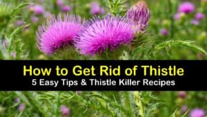 how to get rid of thistle titleimg1