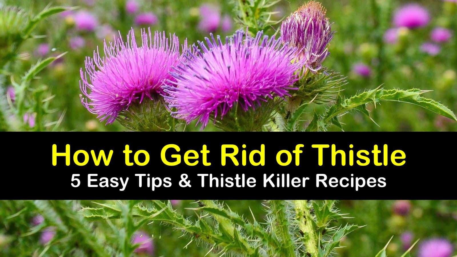 How To Get Rid Of Thistles In My Garden