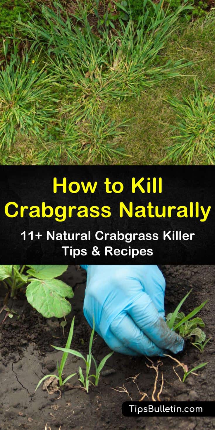 Learn how to kill crabgrass using homemade solutions like vinegar and orange oil. Get rid of crabgrass by mowing your lawn and establishing healthy care routines. Try these preventative measures to keep crabgrass off your lawn from one year to the next. #howto #crabgrass #killcrabgrass