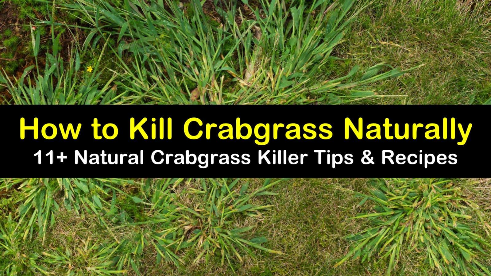 11 Natural Ways To Kill Crabgrass 2022