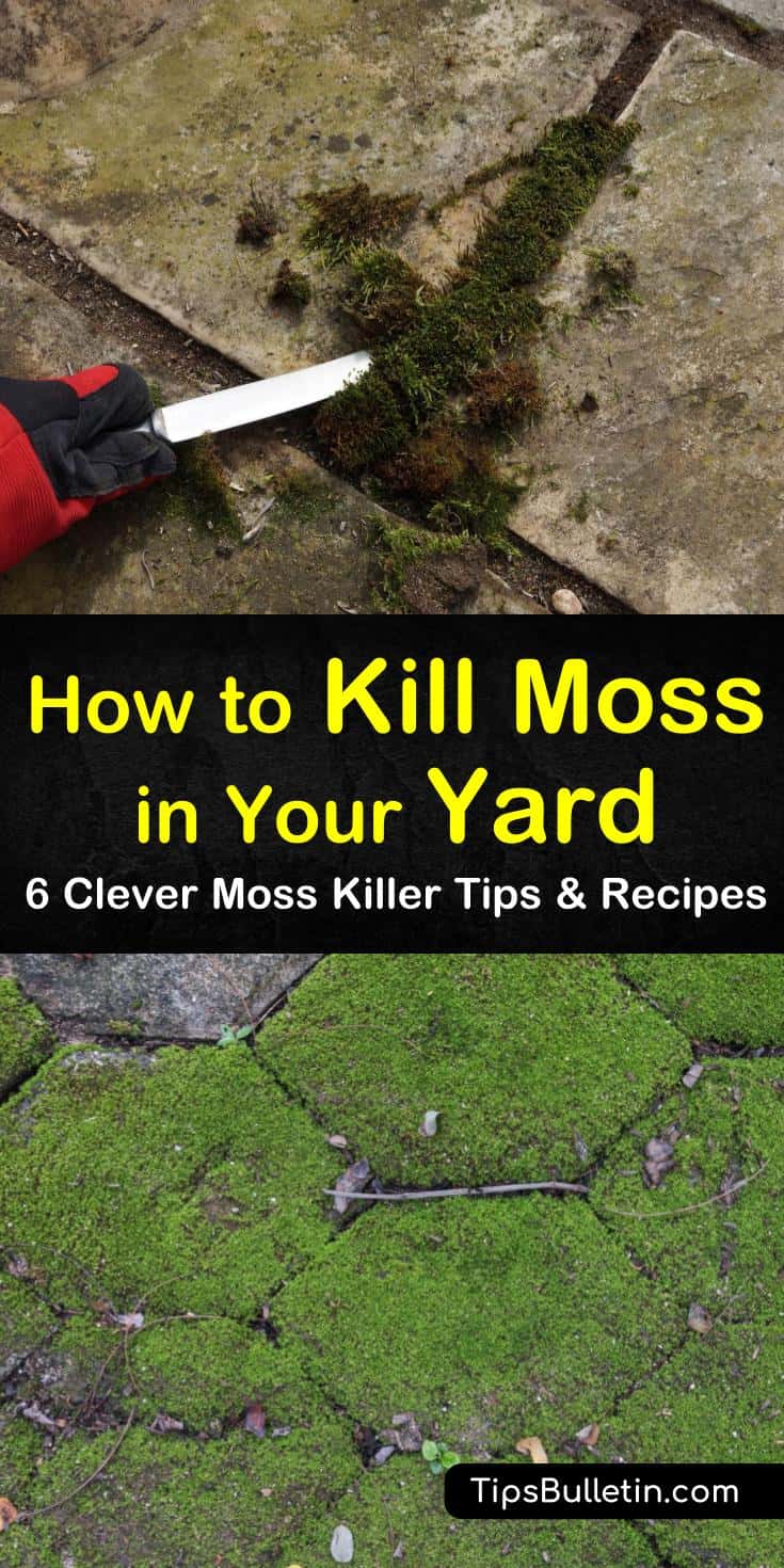 Learn how to kill moss in your lawn by using natural methods. Aerate your lawn and raise the soil pH to prevent moss growth. Remove small patches of moss by using a homemade spray. #killmoss #mosskiller #getridofmoss