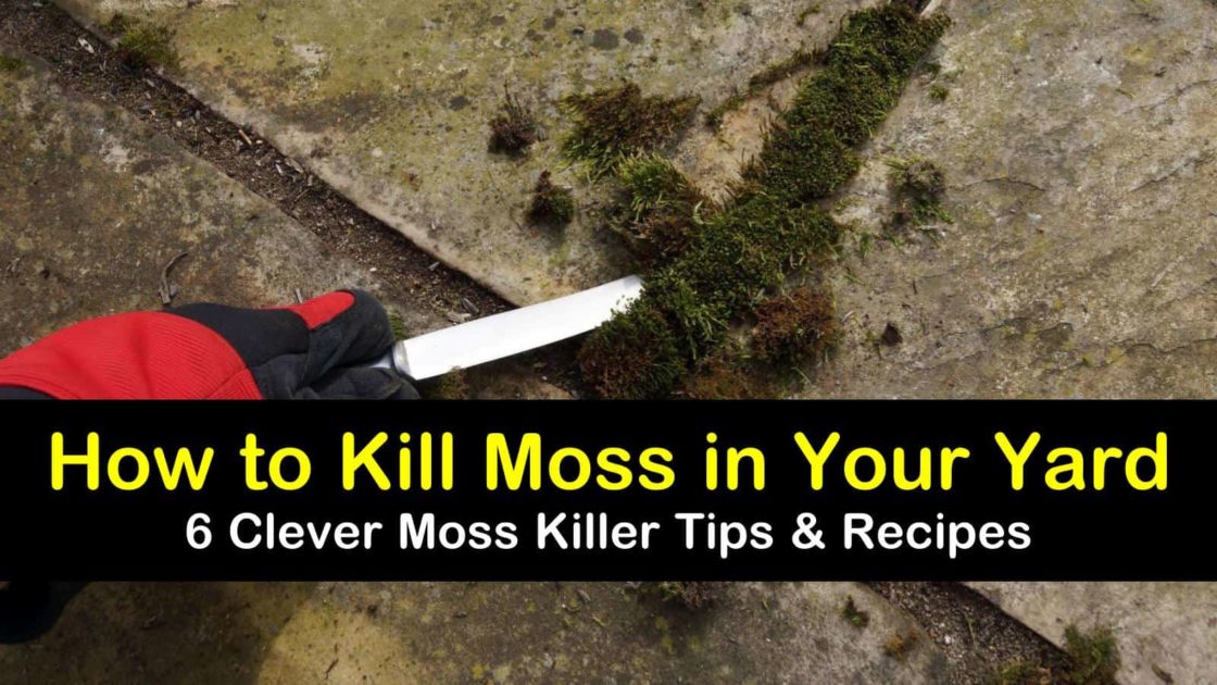6 Clever Ways to Kill Moss in Your Yard