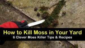 how to kill moss in your yard titleimg1