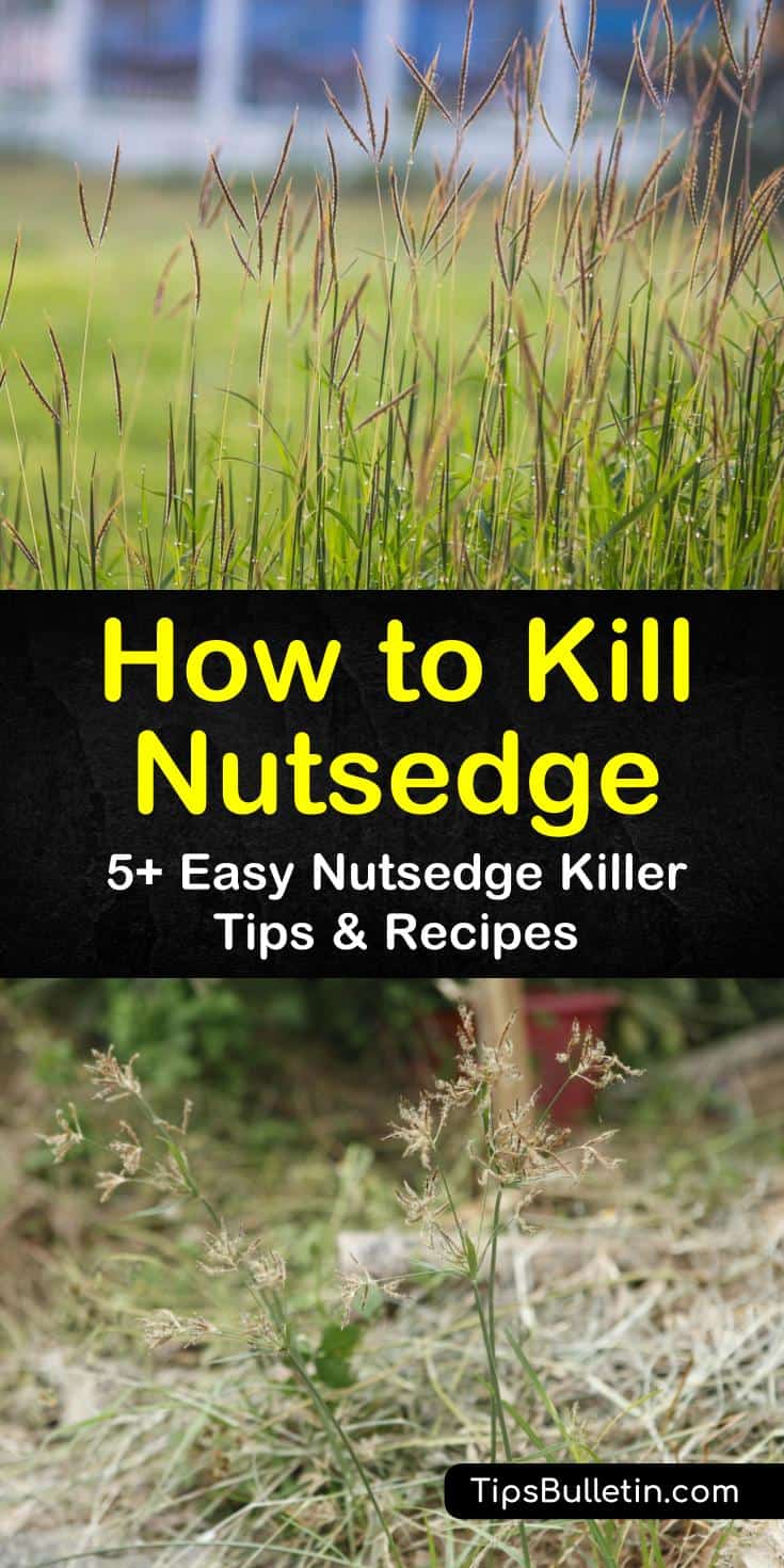 Learn how to eradicate yellow nutsedge by removing the weed, tubers, and nutlets completely from the ground and discarding. Kill purple nutsedge with herbicide or by spreading sugar in the spring. #howtokillnutsedge #howtokillnutsedge #killnutsedge