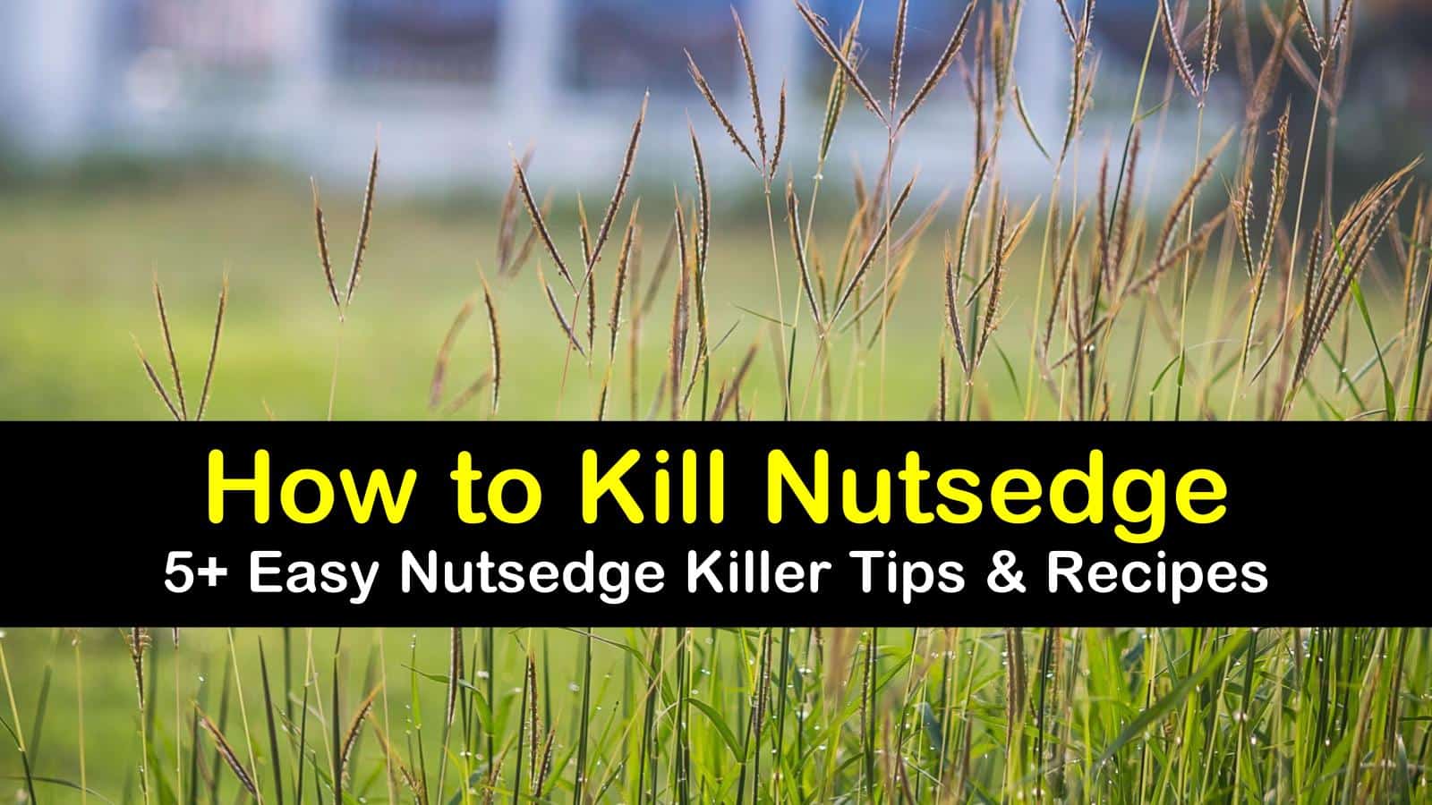 how to kill nutsedge titleimg1