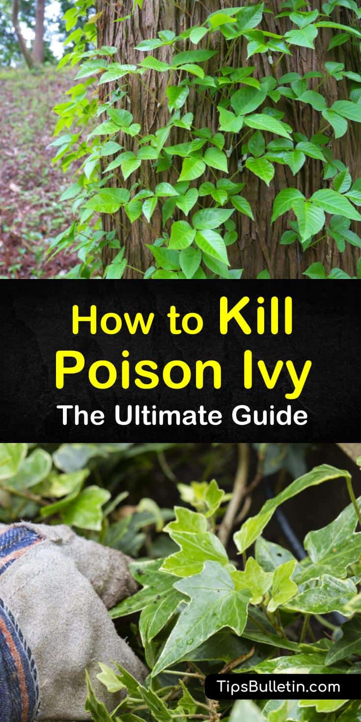 Find out how to kill poison ivy naturally. Our guide shows you how to get rid of poison ivy on skin, in yards, and on plants and trees with bleach, white vinegar, and other home remedies. You’ll never need to start itching again. #poisonivy #poisonoak #killpoisonivy