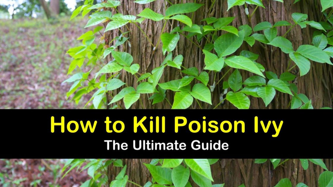 The Ultimate Guide to Kill Poison Ivy