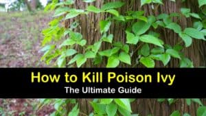 how to kill poison ivy titleimg1