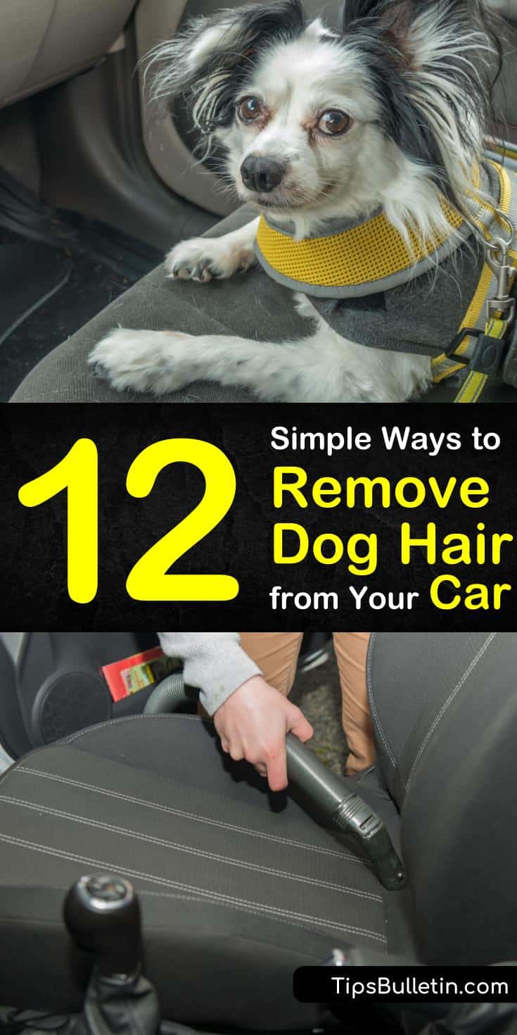 12 Simple Ways to Remove Dog Hair from Your Car