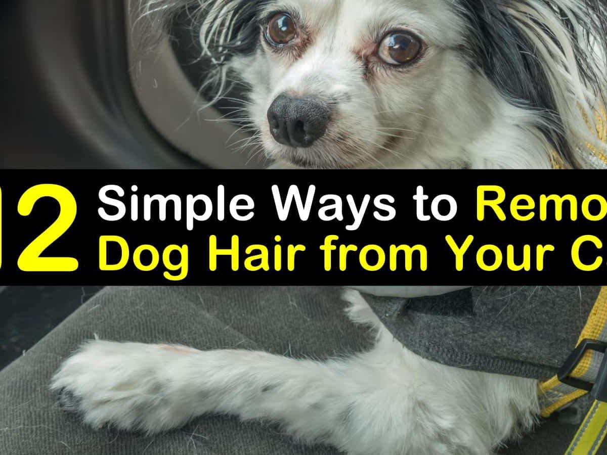 12 Simple Ways to Remove Dog Hair from Your Car