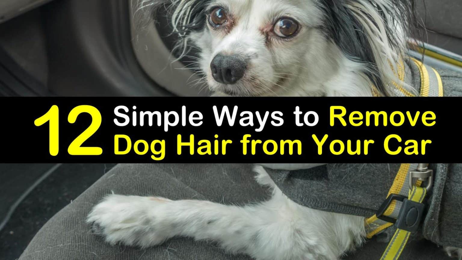 12 Simple Ways to Remove Dog Hair from Your Car