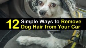 how to remove dog hair from car titleimg1