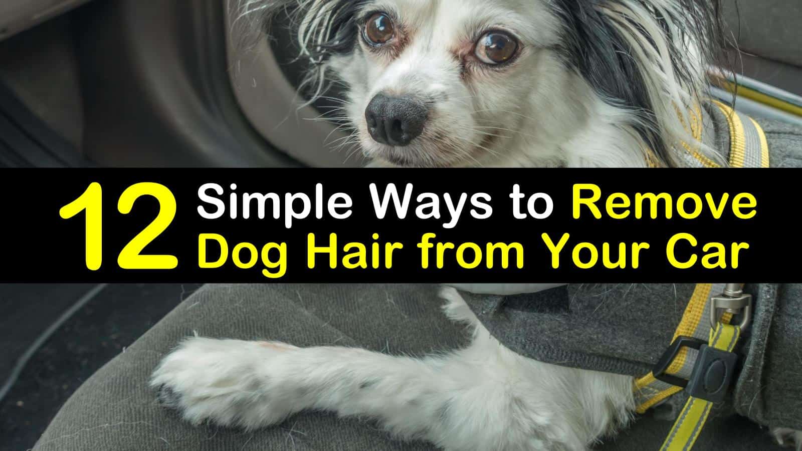 remove dog hair from car amazon