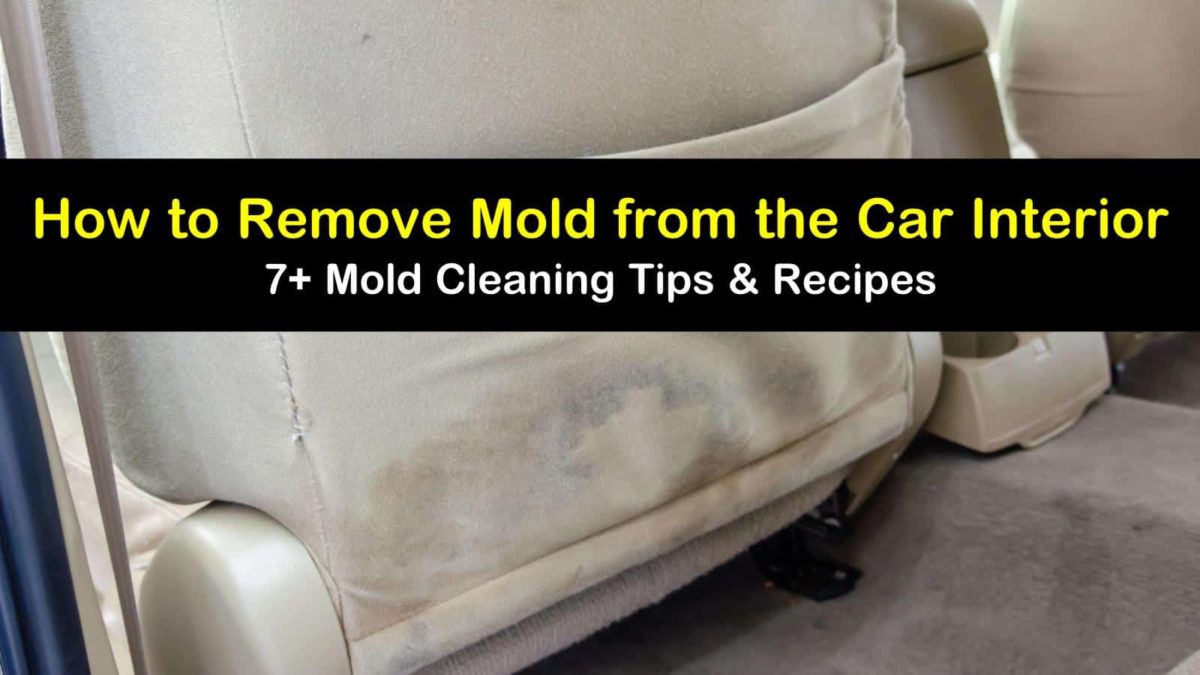 28+ Ways to Remove Mold from the Car Interior