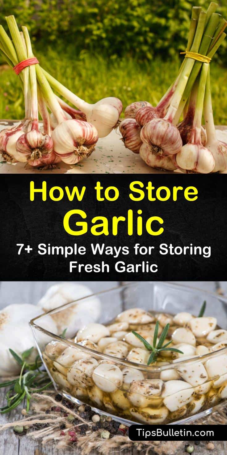 To prevent waste, we want to teach you how to store garlic cloves and bulbs correctly. Learn how to store garlic in kitchen cupboards, in oil, and many other ways to get the most out of your garlic. #storinggarlic #keepgarlicfresh #storegarlic