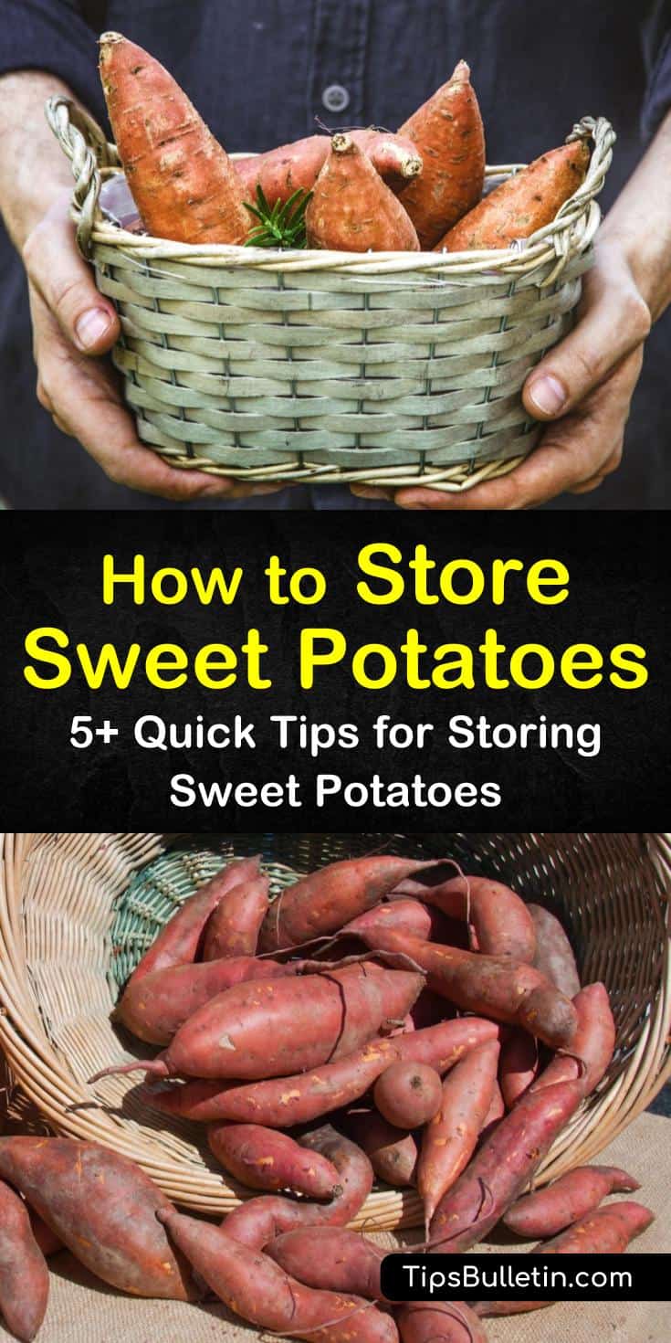 Find out how to store sweet potatoes for the long haul in kitchen pantries and cellar shelves. Our guide helps you get the most out of your sweet potatoes and shows you how to preserve them all year long. #storesweetpotatoes #storing #storage #sweetpotatoes