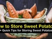 how to store sweet potatoes titleimg1