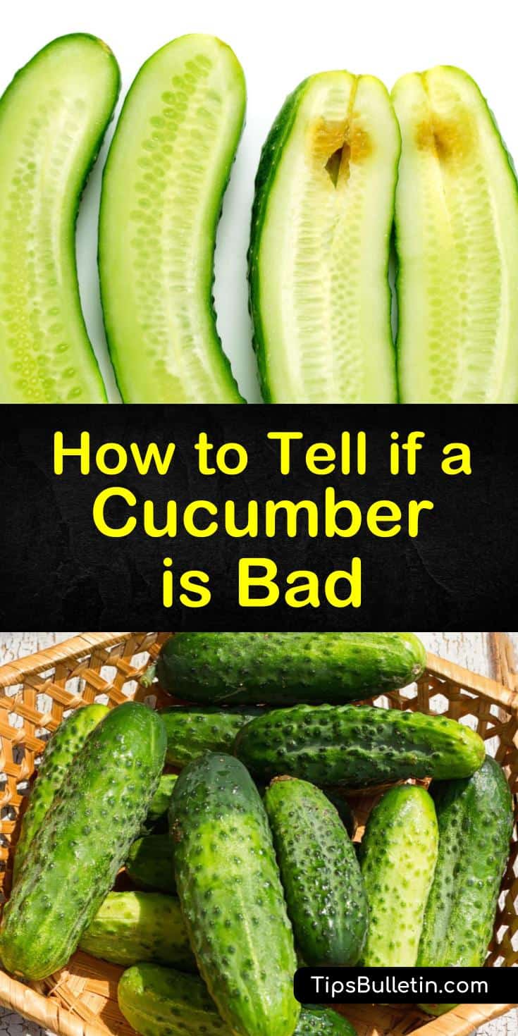 Cucumbers have a high water content, so they have a shorter shelf-life than other veggies. Learn how to tell if cucumbers have gone bad and how to store them properly to maintain freshness. #cucumber #badcucumber #spoiledcucumber