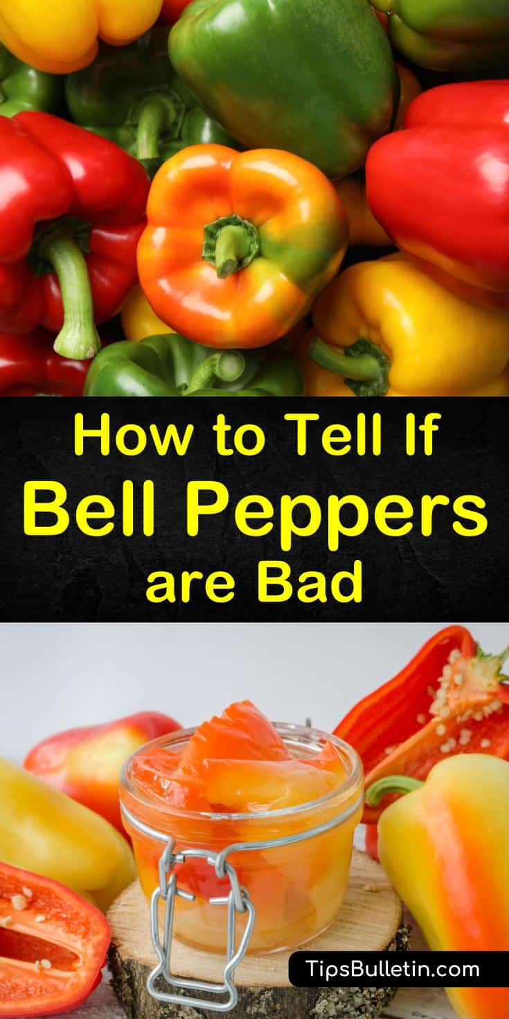 Discover how to tell if bell peppers are bad, and get tips on how to preserve them and prolong their shelf life. We show you how to spot spoiled and unripe green bell peppers and red bell peppers and much more. #bellpeppers #freshpeppers #badbellpeppers