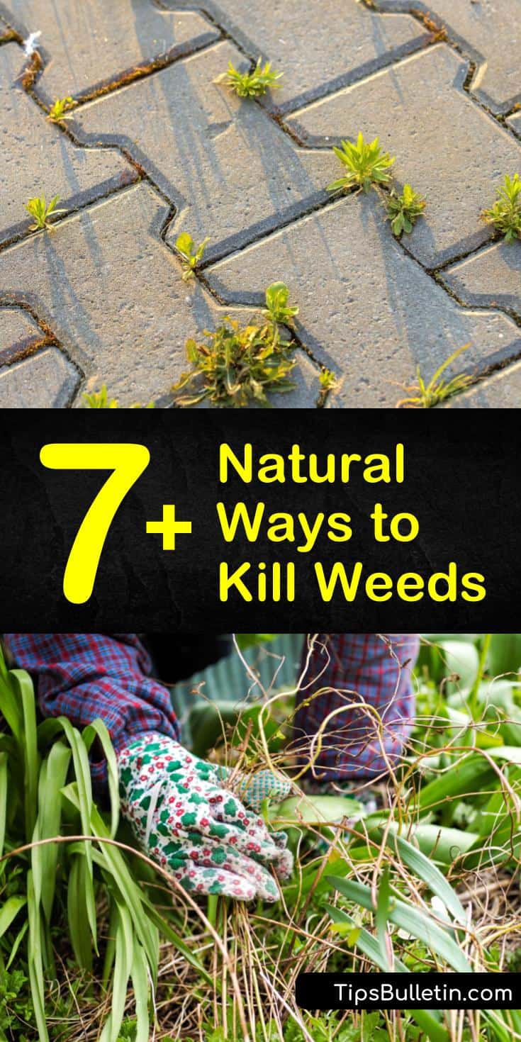 Kill crabgrass, dandelions, and other common weeds using natural ingredients. Use weed killing recipes with white vinegar, baking soda, dish soap, and Epsom salt instead of harmful chemicals. #killweedsnaturally #naturalweedkiller #howtokillweeds