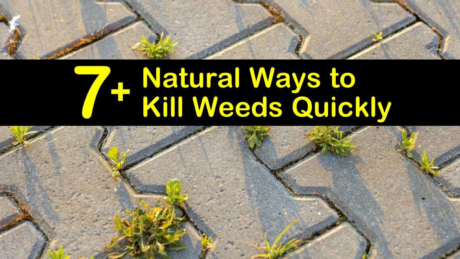 natural ways to kill weeds titleimg1