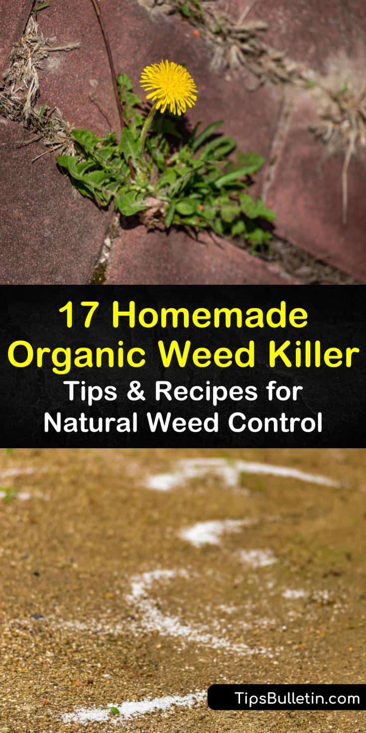 Create an organic weed killer recipe that won’t kill grass or desirable plants. Natural herbicides kill weeds in yards and for vegetable garden. Use corn gluten meal for lawns to prevent weeds from returning. #organicgardening #organicweedkiller #killweedsnaturally