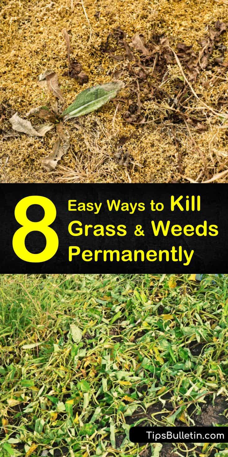 Discover what kills grass and weeds permanently using both organic and chemical weed control. Learn how to kill weeds without killing grass using a selective weed killer and careful application. Add mulch and pre emergents to prevent new weeds from growing. #kills #grass #weeds #permanently