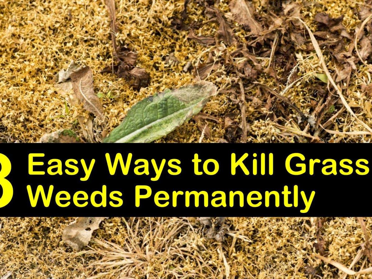 Kill Grass And Weeds Permanently, Does Roundup Kill Grass Forever