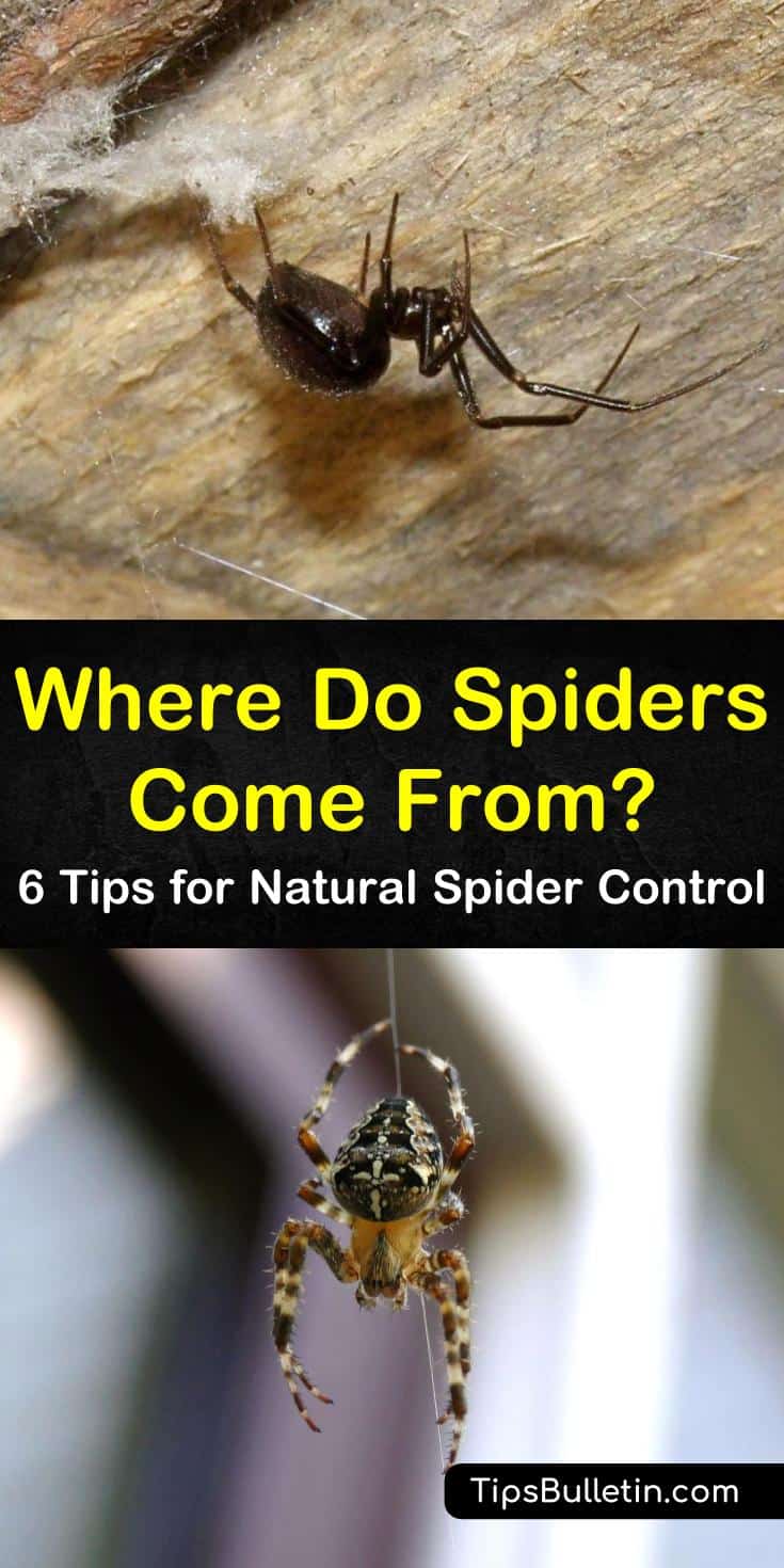 Where do spiders come from? This pest control guide shows you common entry points spiders use to make your home their own and how to get rid of them. With a great spider repellent recipe and tips for eliminating spider food sources, you’ll soon be spider-free. #spiders #removespiders #spidercontrol