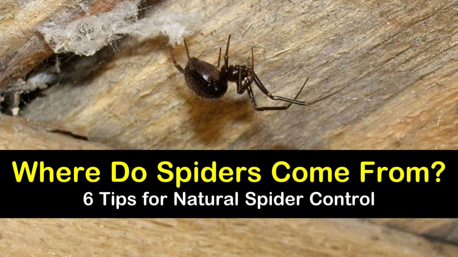 Where Do Spiders Come from? 6 Tips for Natural Spider Control