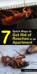 best way to get rid of roaches in an apartment p1
