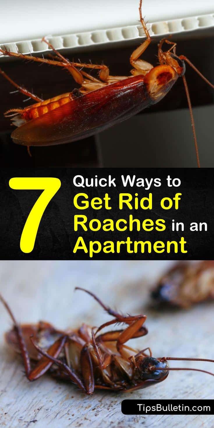 Learn everything you need to know about roaches and how to get rid of a cockroach infestation in an apartment. These easy pest control methods are quick and easy and get rid of your unwanted housemates. #roaches #pestcontrol #apartmentinfestation