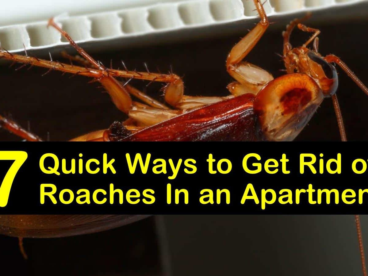 best way to get rid of roaches in an apartment t1 1200x900 cropped