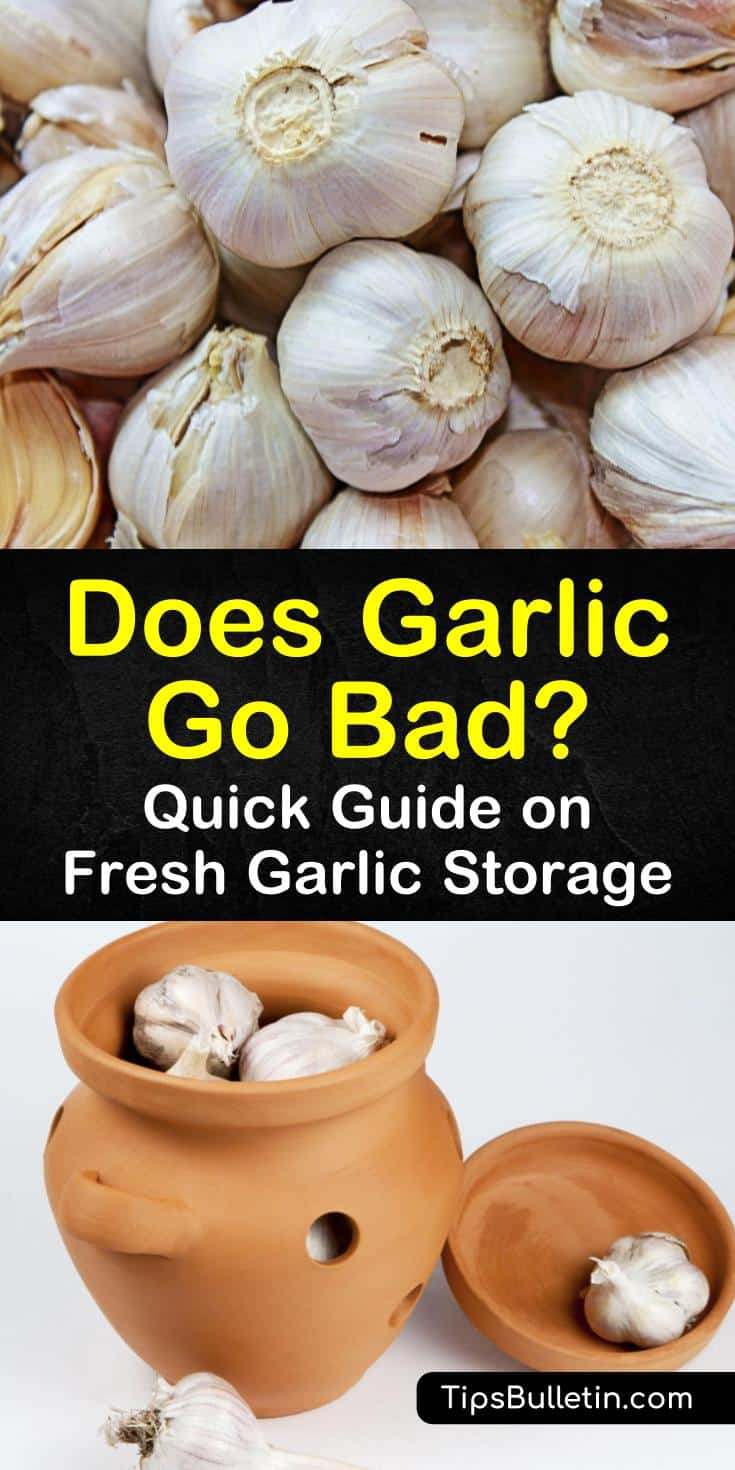 Discover how to tell when fresh garlic goes bad by checking for soft and brown spots. Improve the shelf life of garlic cloves and bulbs by storing them properly. Whole, unpeeled garlic will last longer then peeled or chopped cloves. #badgarlic #garlic #storegarlic