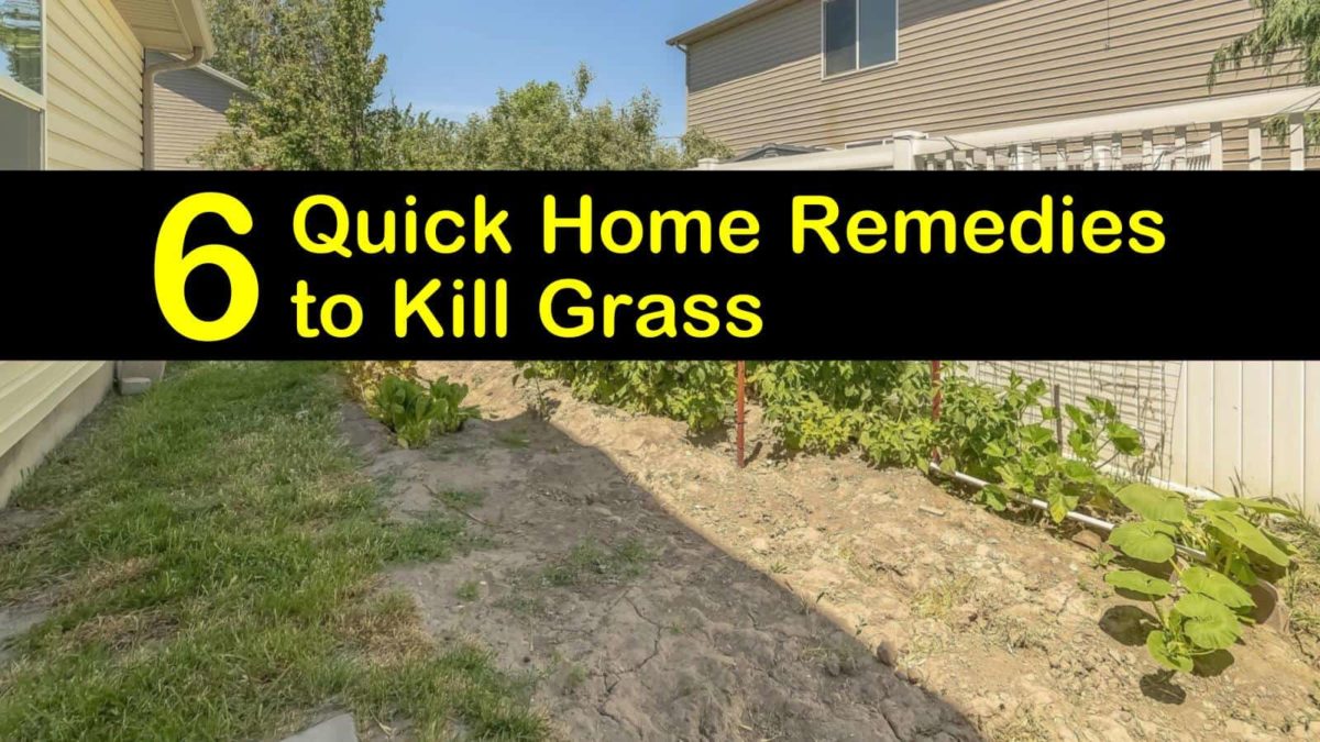6 Quick DIY Remedies to Kill Grass