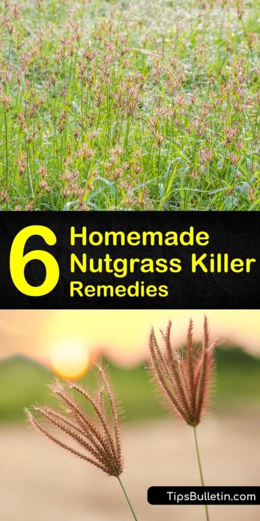 Learn how to get rid of nutgrass with our homemade nutgrass killer recipes. We show you the best way to wipe out yellow nutsedge the DIY way with a homemade weed killer such as vinegar and mulch. #nutgrass #nutgrasskiller #killnutsedge