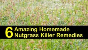 homemade nutgrass killer remedies titleimg1