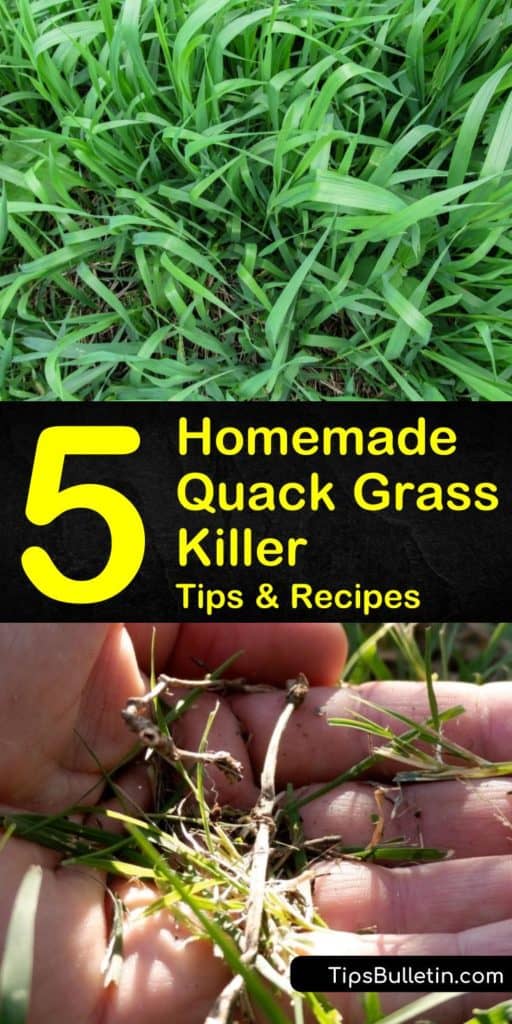 5 Diy Quack Grass Killer Recipes