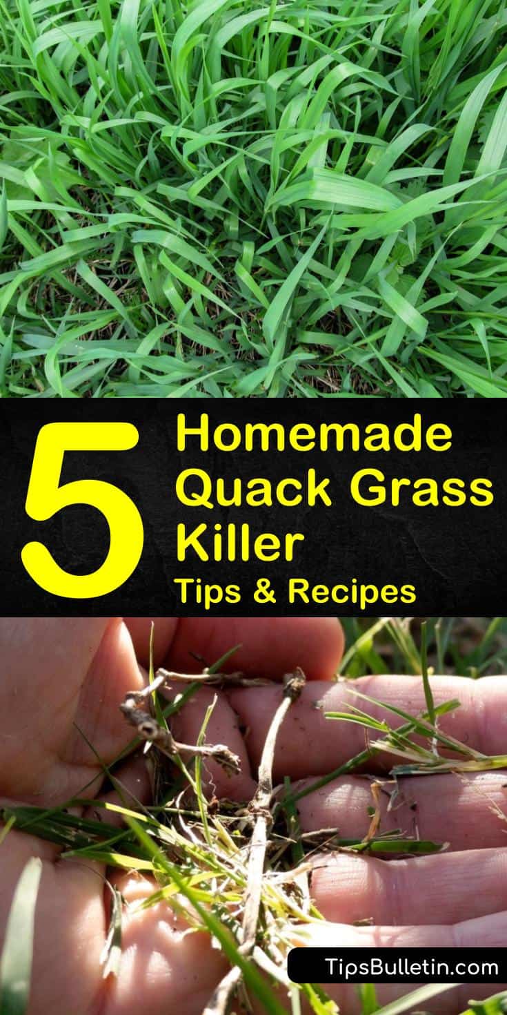 Discover how to make a homemade and organic quack grass killer using household items. Use DIY natural remedies to remove quackgrass from driveways that are safe for use in flower beds and lawns. Learn lawn care tips for weed prevention. #quackgrasskiller #killingqauckgrass #removequackgrass