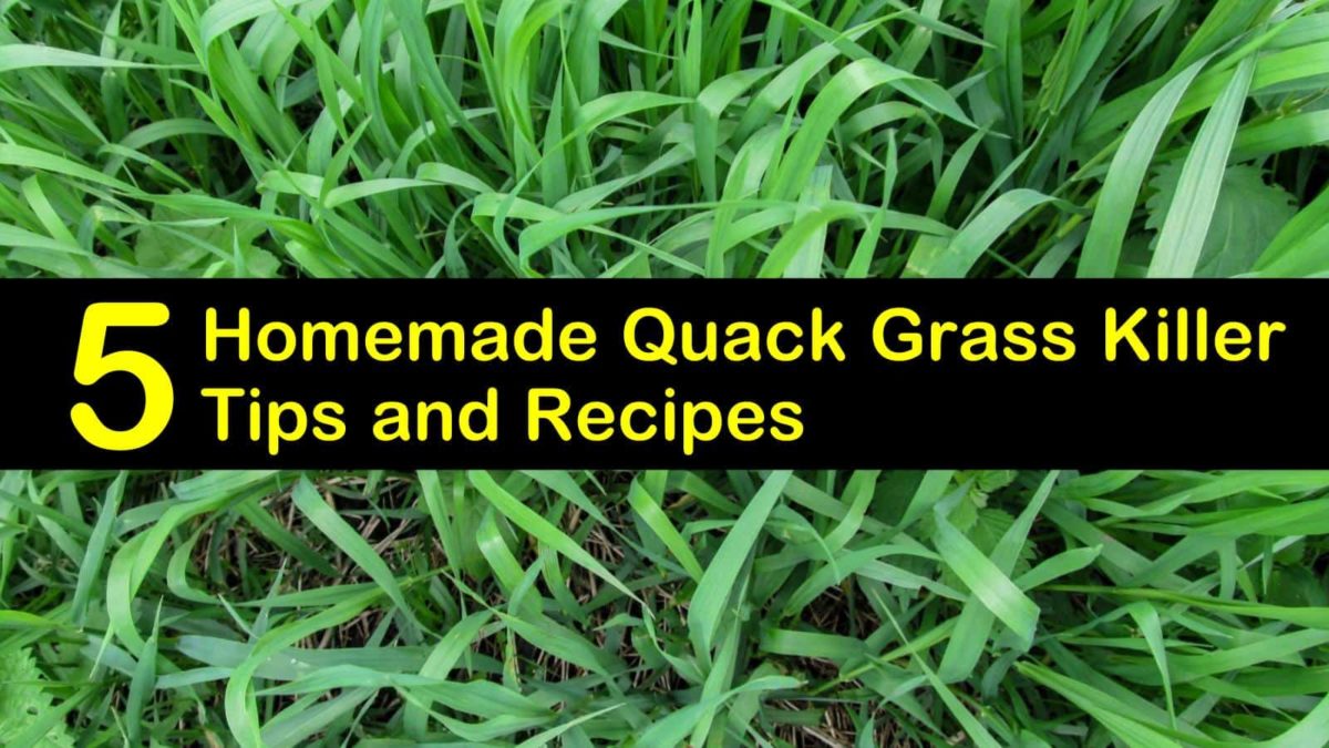 5 DIY Quack Grass Killer Recipes